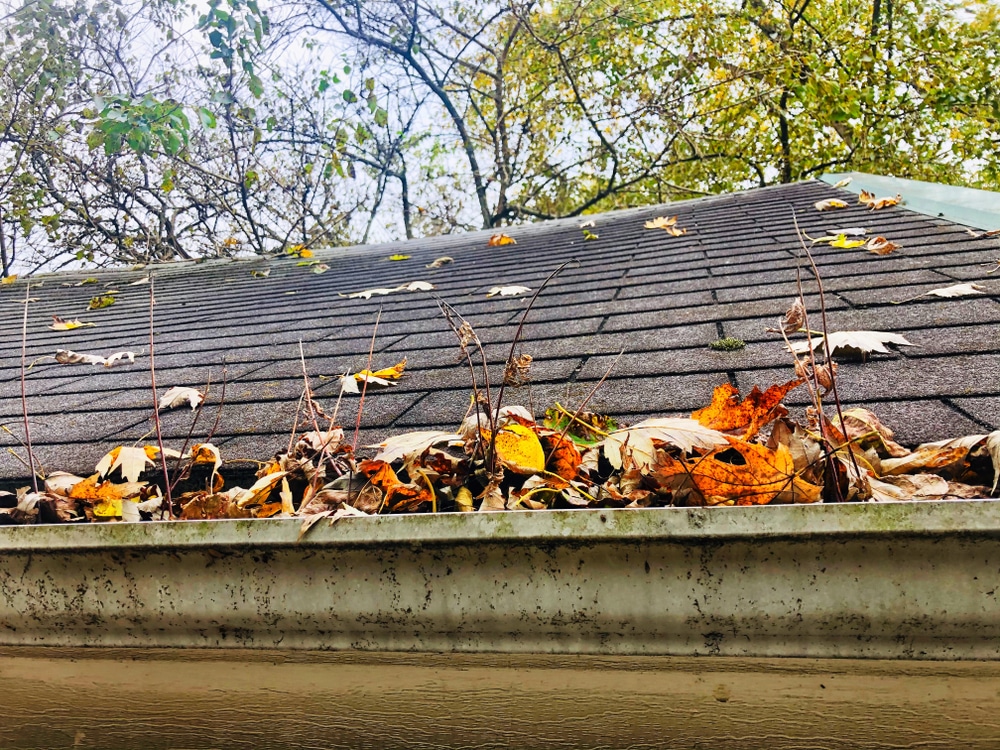 Autumn leaves clog the gutter in the house