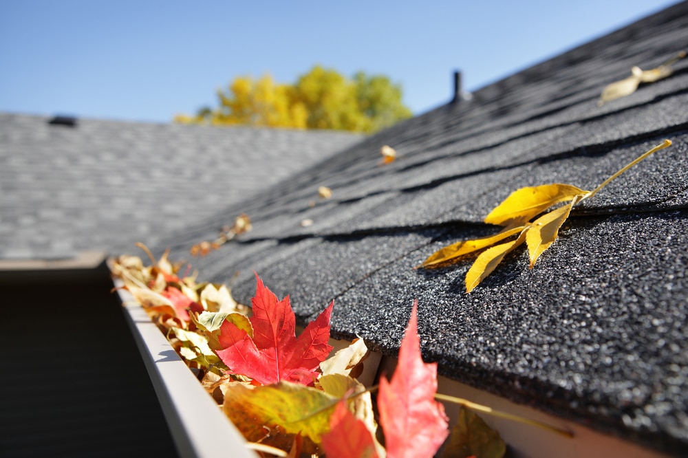 Gutter full of autumn leaves