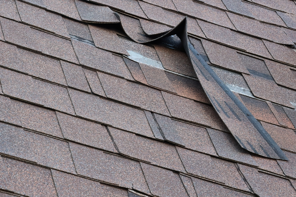 Damaged shingle roof
