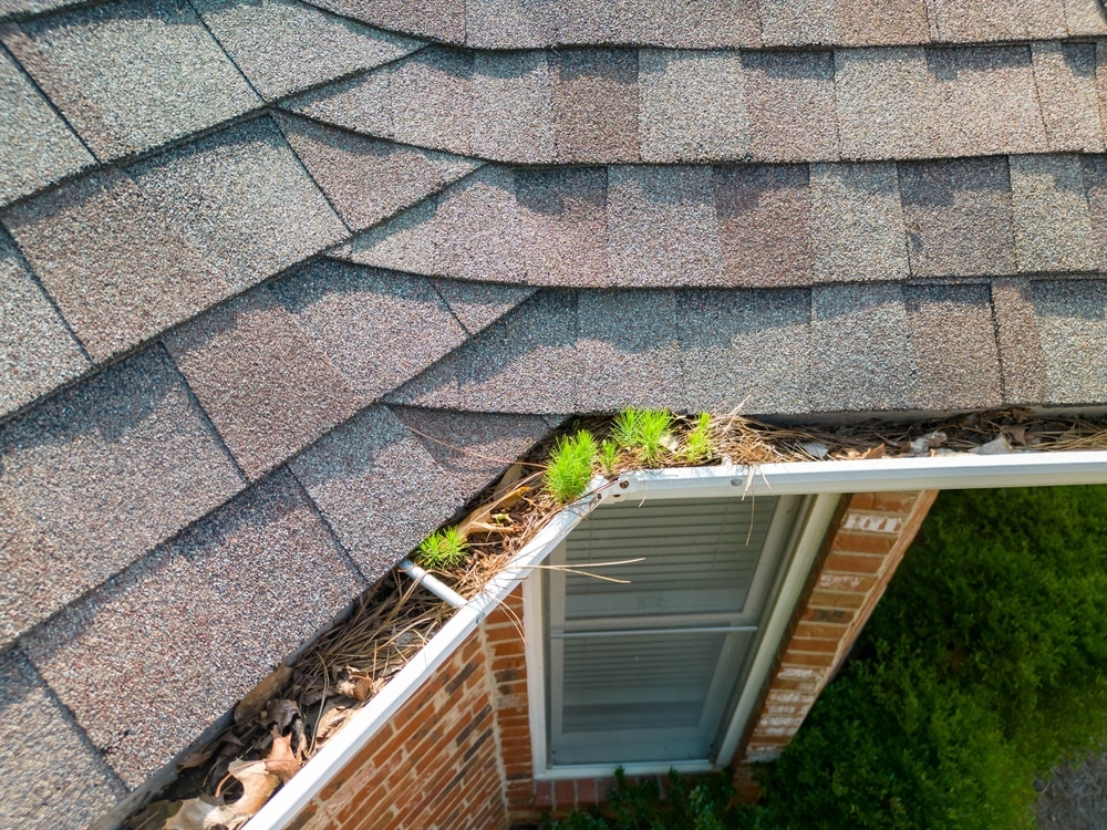 Small trees begin growing in metal gutters clogged with leaves and debris on a red brick residential house