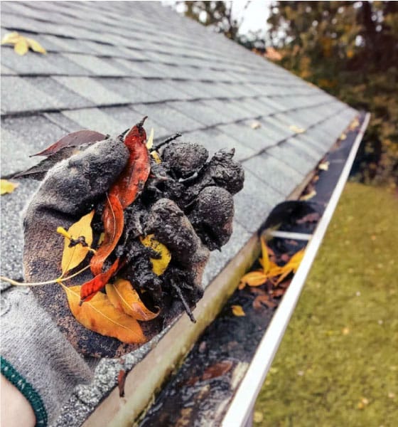 Gloved hand holding wet leaves and debris removed from a clogged gutter during a gutter cleaning service in Boston