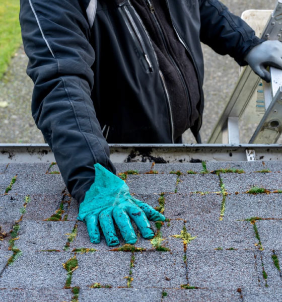 A worker in a black jacket and blue gloves examines moss-covered shingles during a roof inspection in Boston