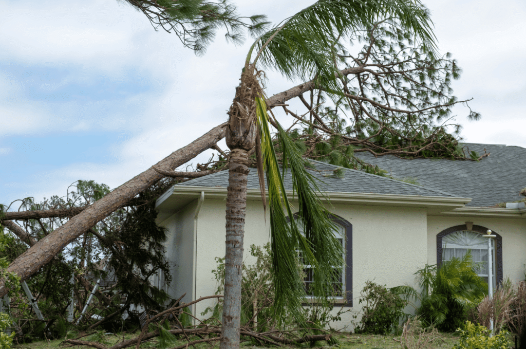 Image shown fallen branches to the roofing and damage roof after windstorms