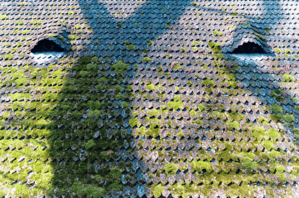 Close-up showing why moss prevention for roof matters, with thick green growth damaging aging asphalt shingles