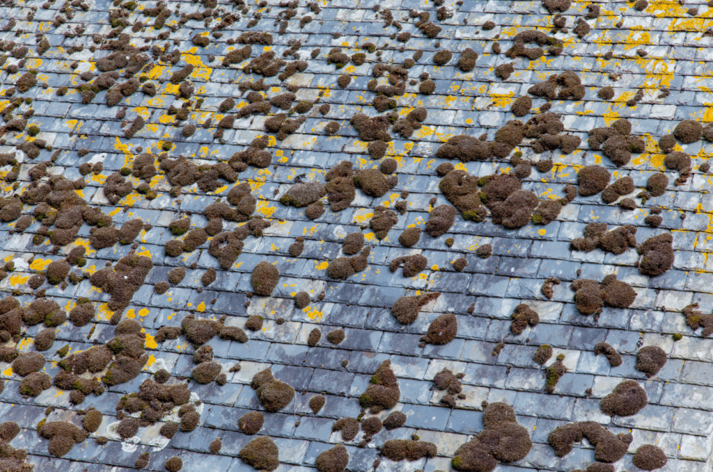 Roof inspection shows moss and lichen growth on old shingles, warning of moisture issues that may lead to attic mold.