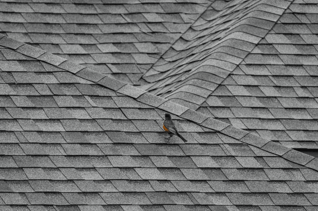 Close-up of asphalt shingles showing areas homeowners should inspect for early roof maintenance warning signs on Boston homes